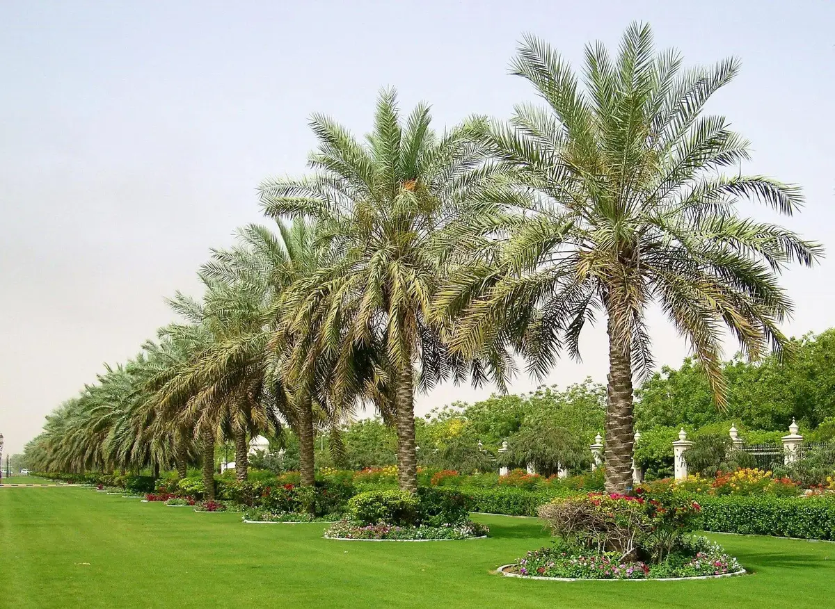 PlantsPk Plant Gallery Image