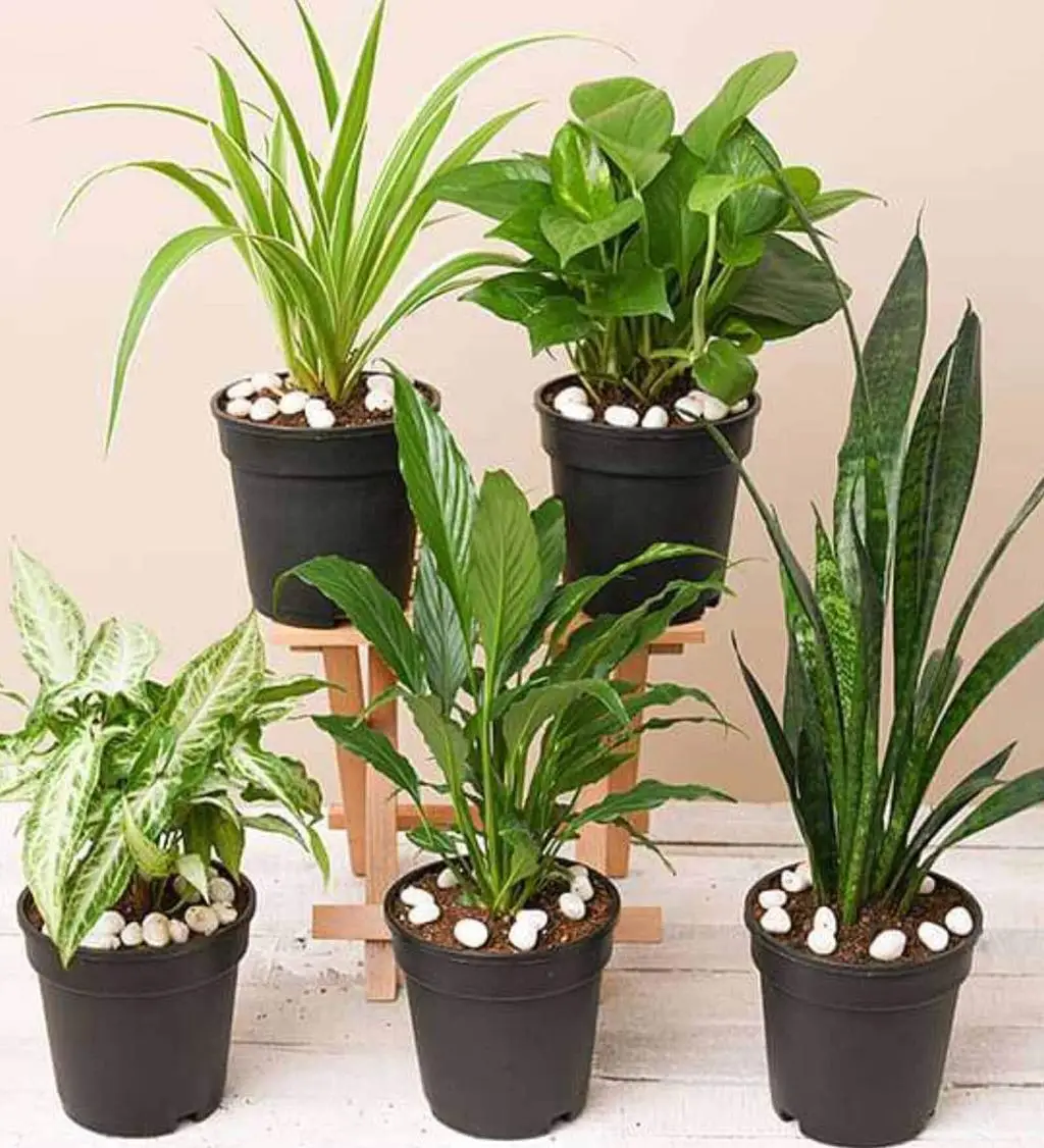 PlantsPk Plant Gallery Image