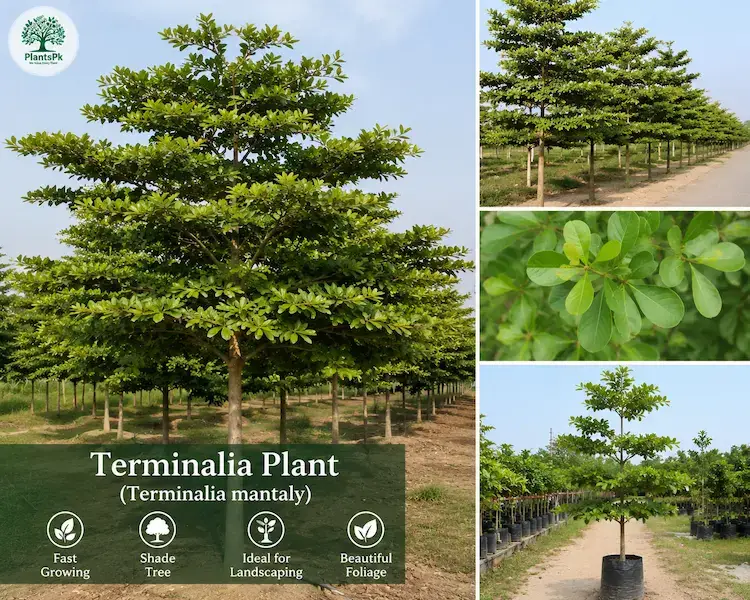 PlantsPk Plant Gallery Image