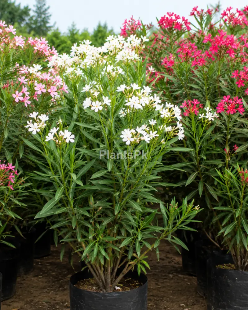 🌿 Kaneer Plants