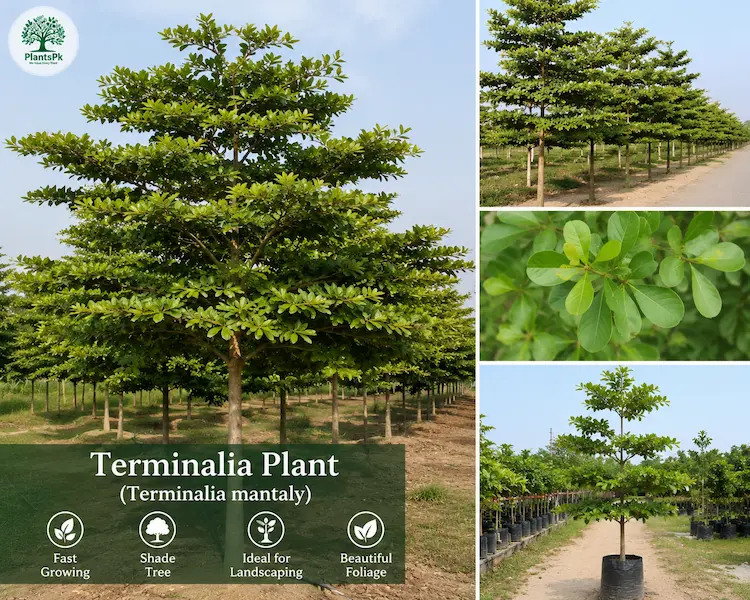 🌳 Terminalia Plant | Premium Shade & Landscaping Tree | PlantsPK Seller