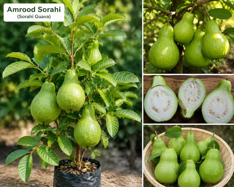 Amrood sorahi | Grow Bag