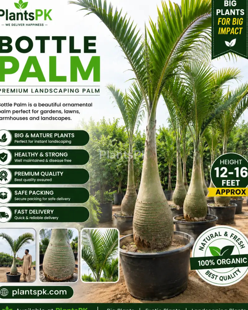 Bottle Palm Plant