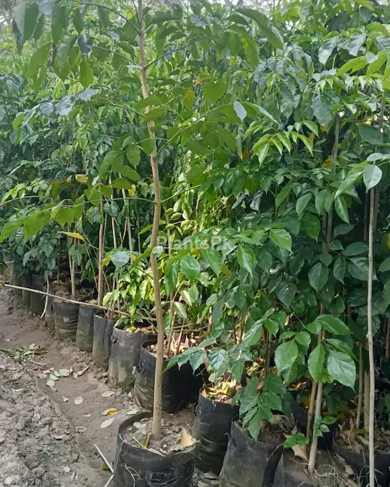 Chaina Dool | 18 GrowBag