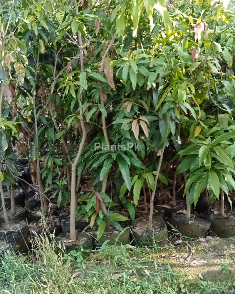 Desi Mango for Achar