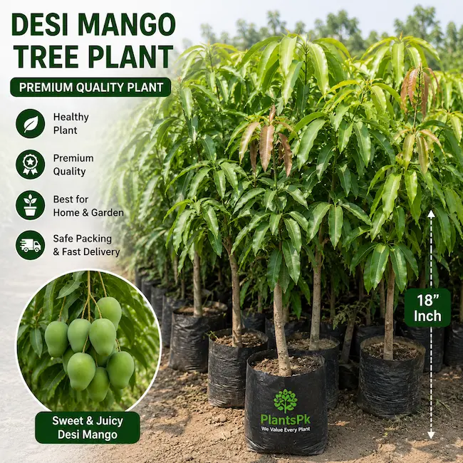 Desi Mango for Achar