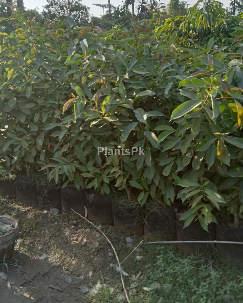 Jamin 18 GrowBag