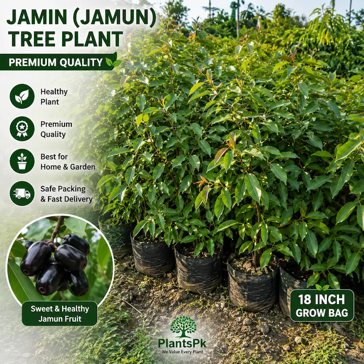 Jamin 18 GrowBag