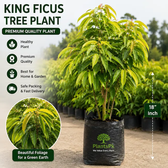 King Ficus 18 GrowBag