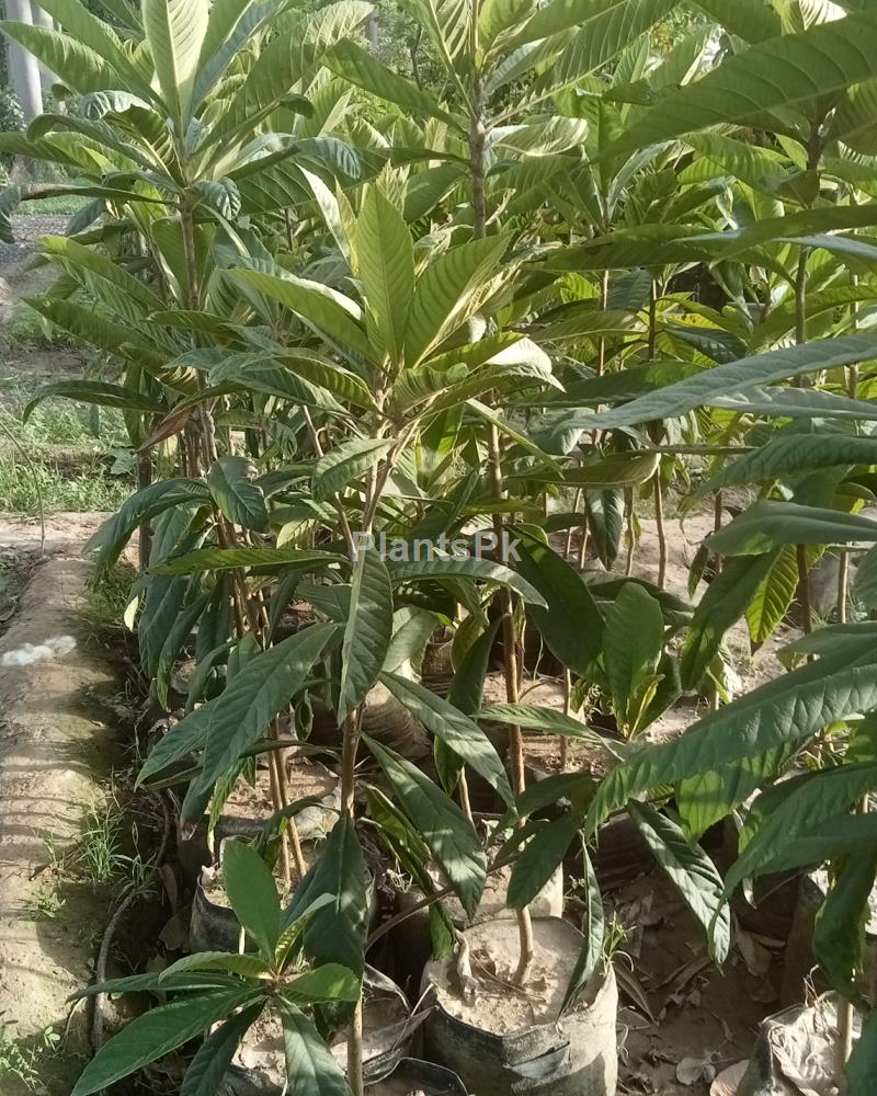 Lucat 18 GrowBag