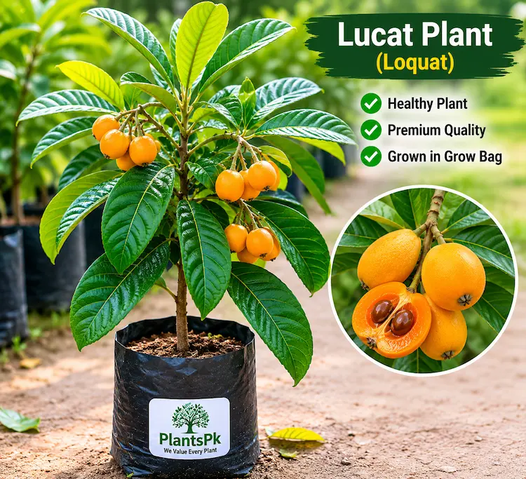 Lucat 18 GrowBag