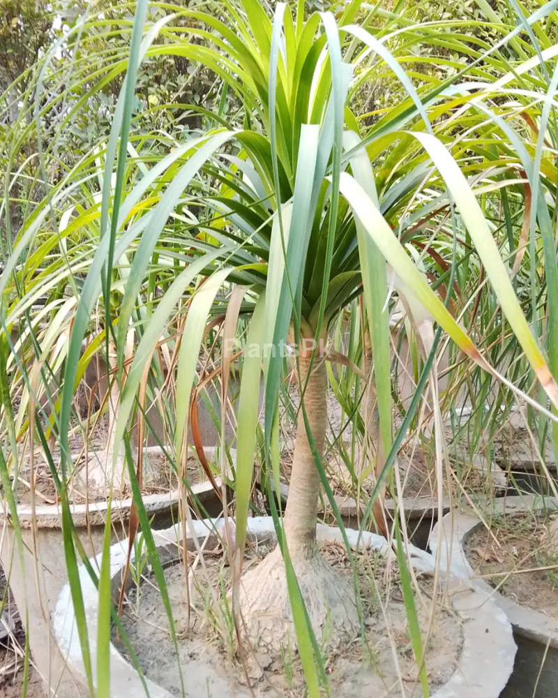 Soraahi palm