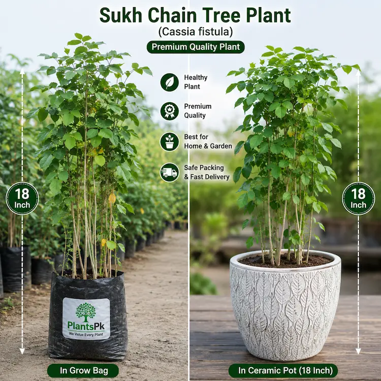 Sukh chain | 18," Ceramic Pot