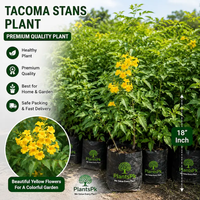 Tacoma Stans |18 GrowBag